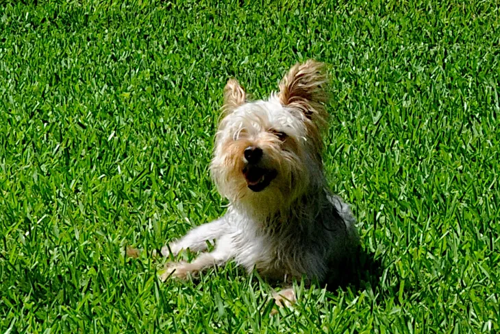 Mitchell County Animal Rescue , Inc