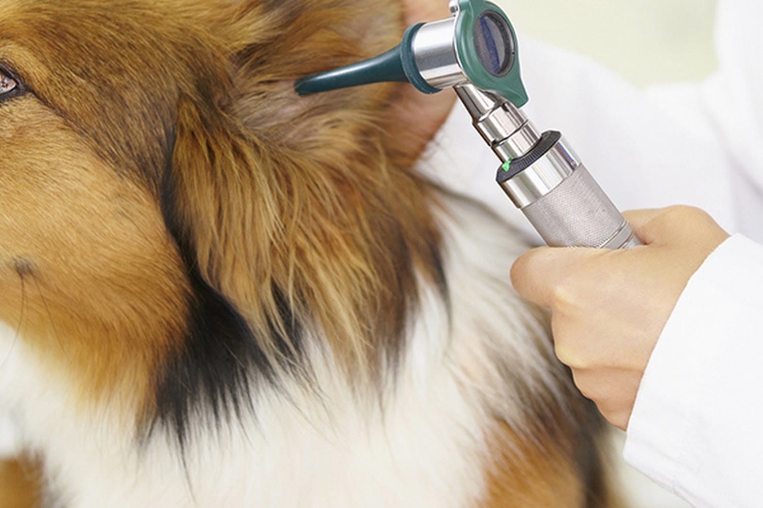 Stewart's Mountain View Animal Hospital