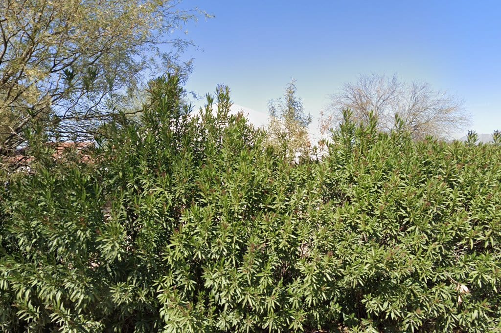 Camelback Desert School