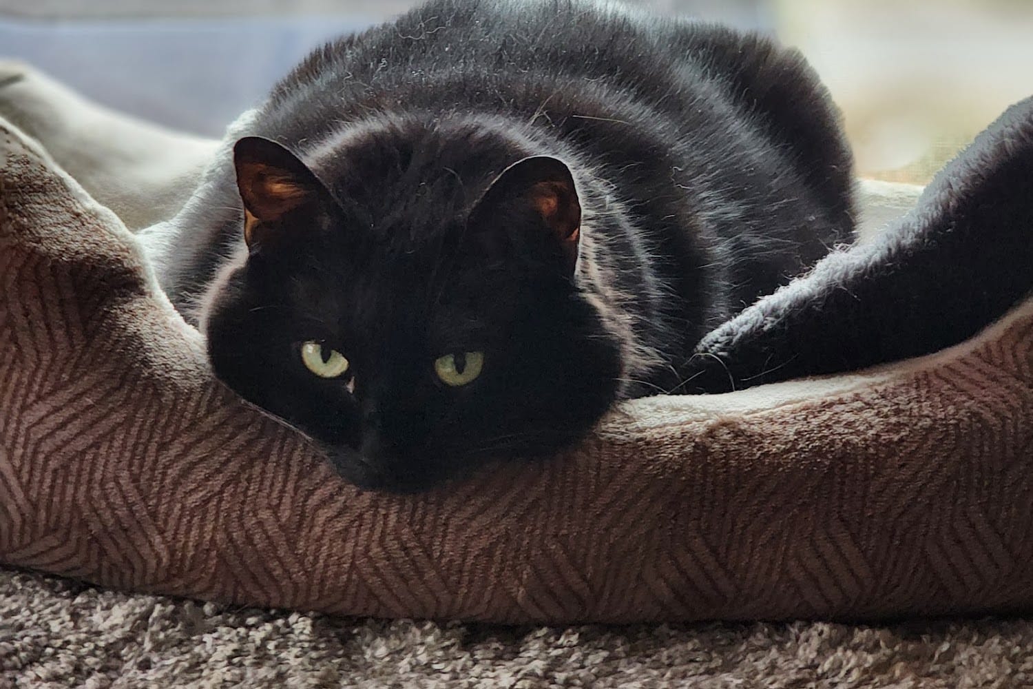 Greater Lafayette Cat Hospital