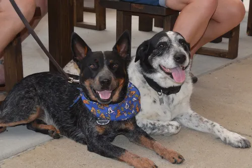 Mallard Creek Animal Hospital