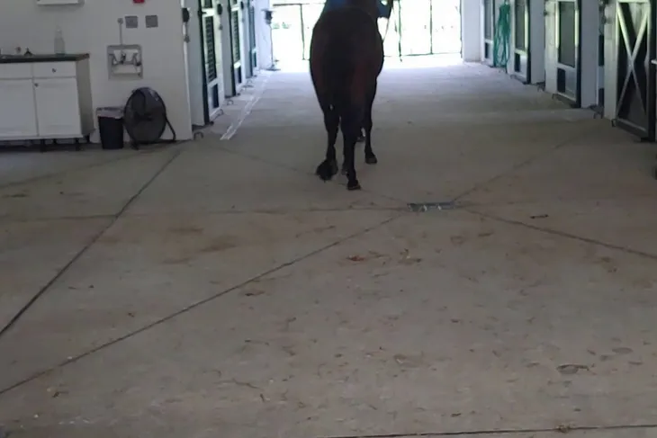 Ocala Equine Hospital