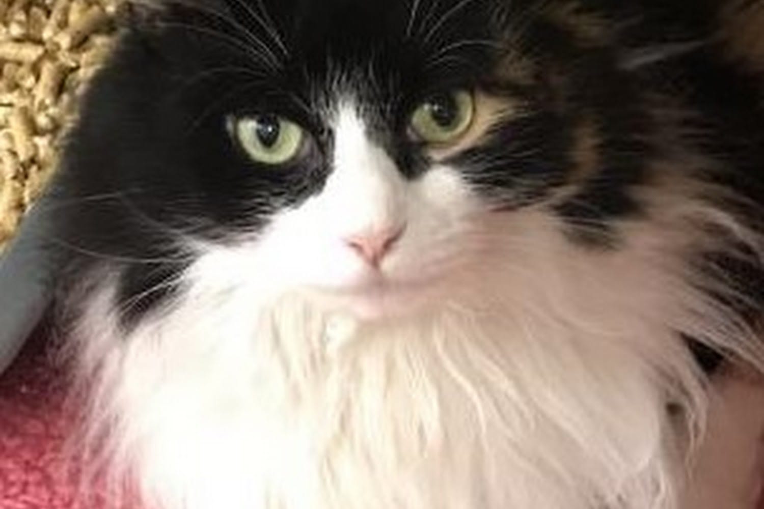 SEV Humane Society