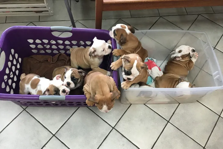 Wander Animal Hospital