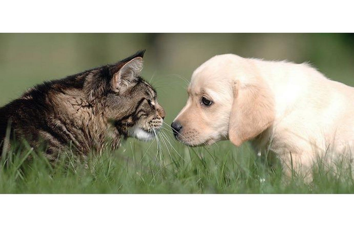 Ferreira Animal Hospital