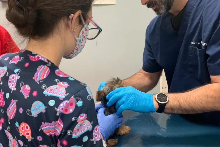 Bustillo Animal Hospital