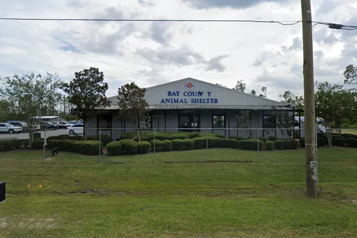 Bay County Animal Control