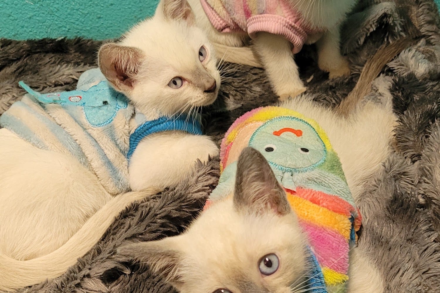 All Springs Veterinary Hospital & Pet Grooming