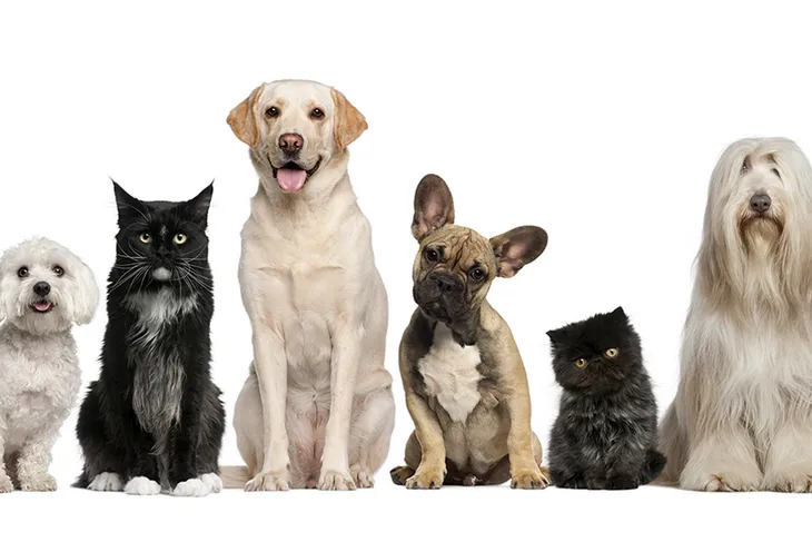 Hopewell Animal Hospital