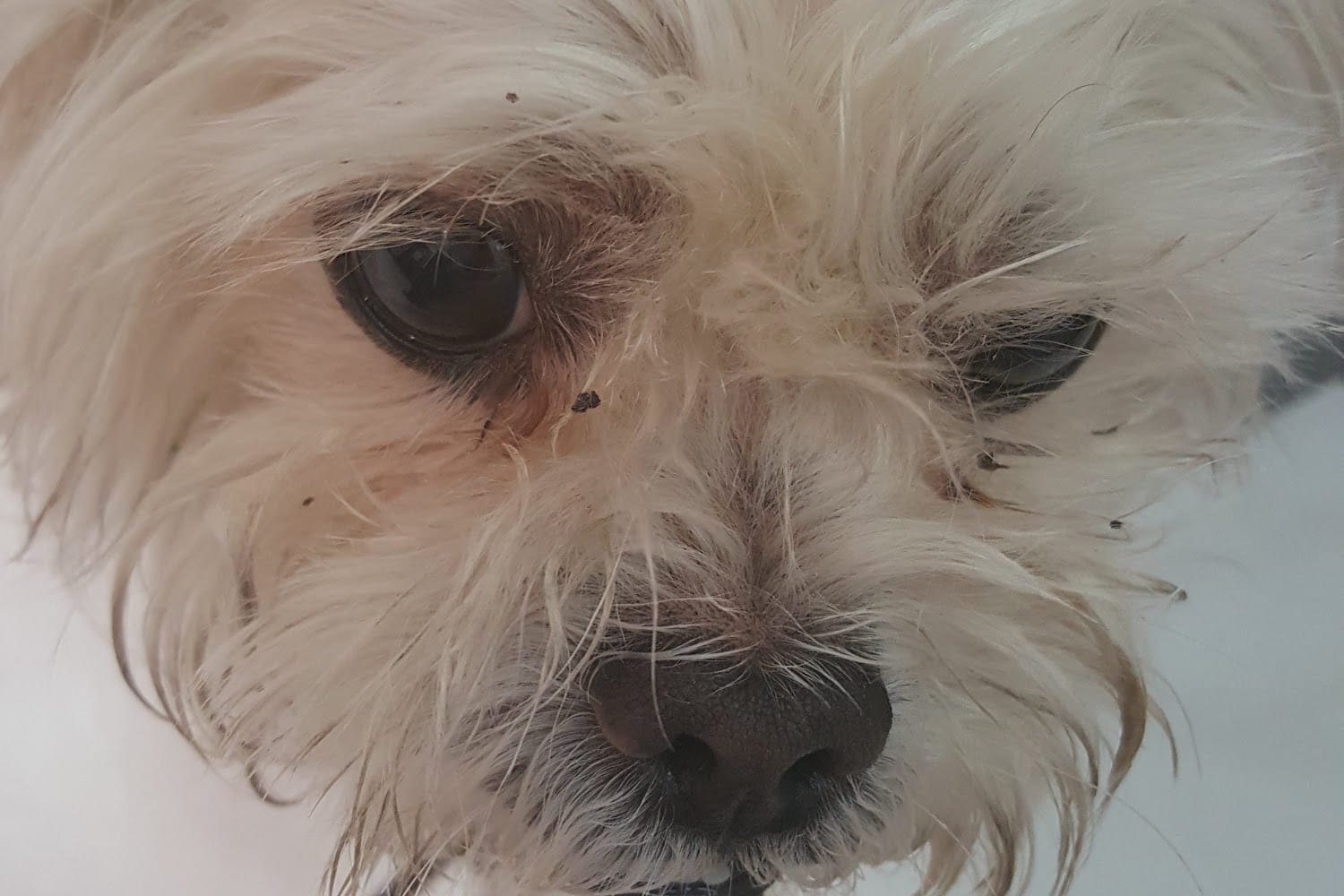 Big Bend Animal Hospital