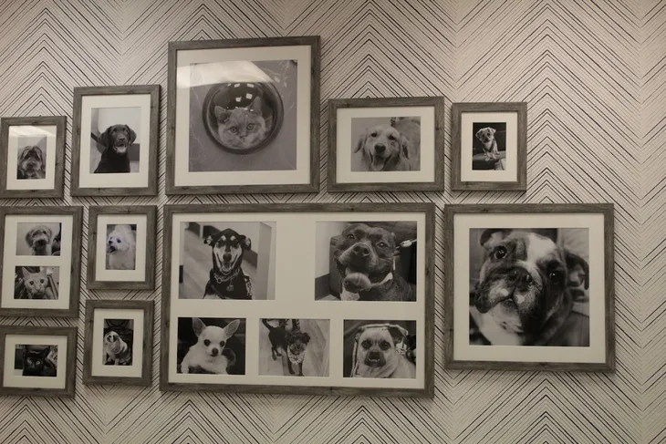 Village Animal Hospital North