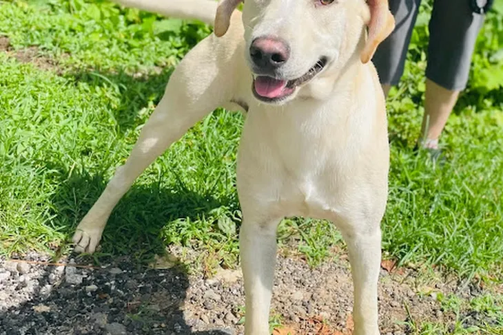 Kent Animal Shelter