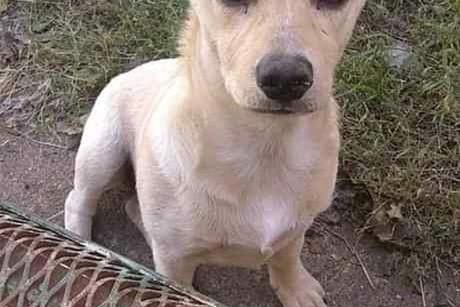 Blytheville Animal Shelter