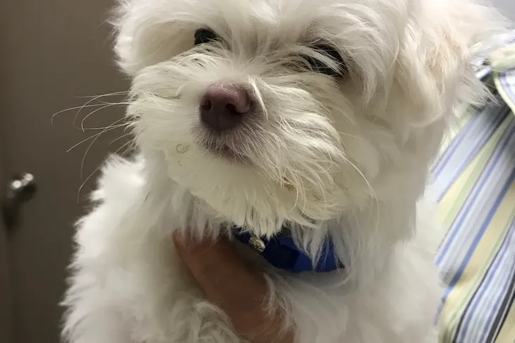 Palm Harbor Animal Hospital