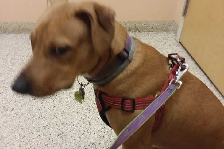 Ridge Animal Hospital