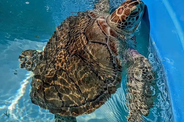 Turtle Hospital