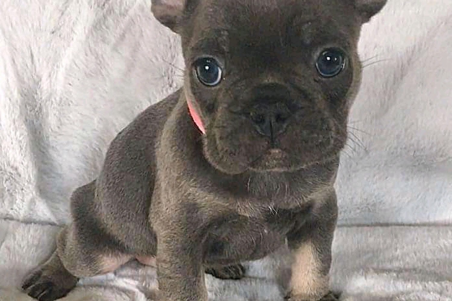 Adopt-A-Pet, Inc.