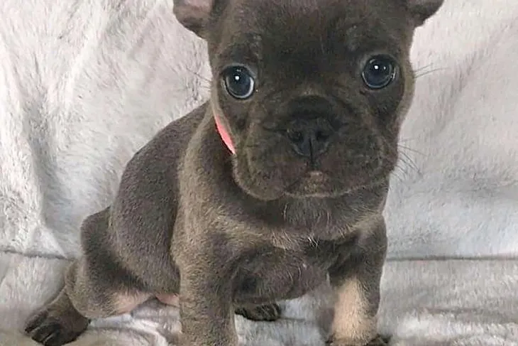 Adopt-A-Pet, Inc.