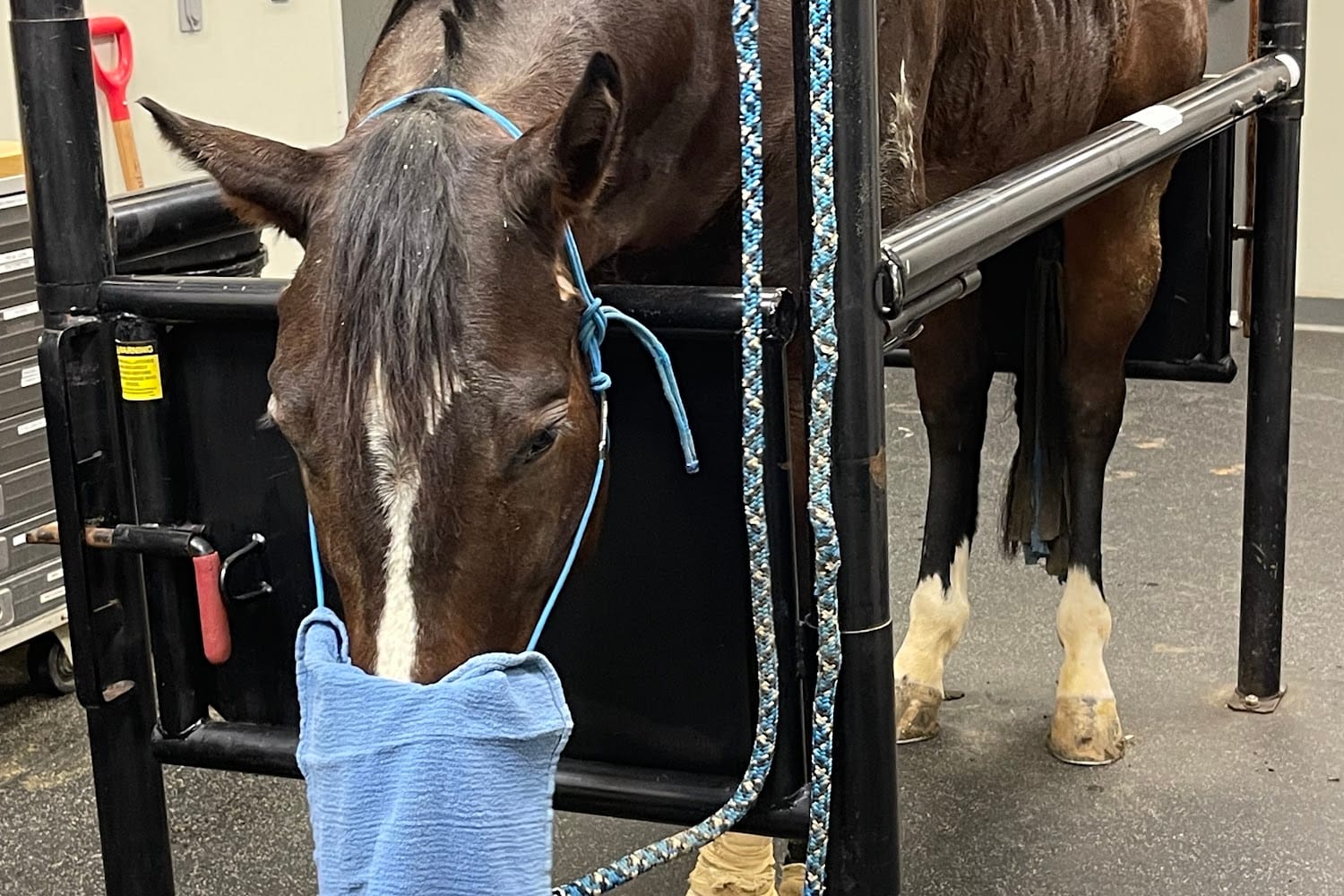Heartland Equine Hospital