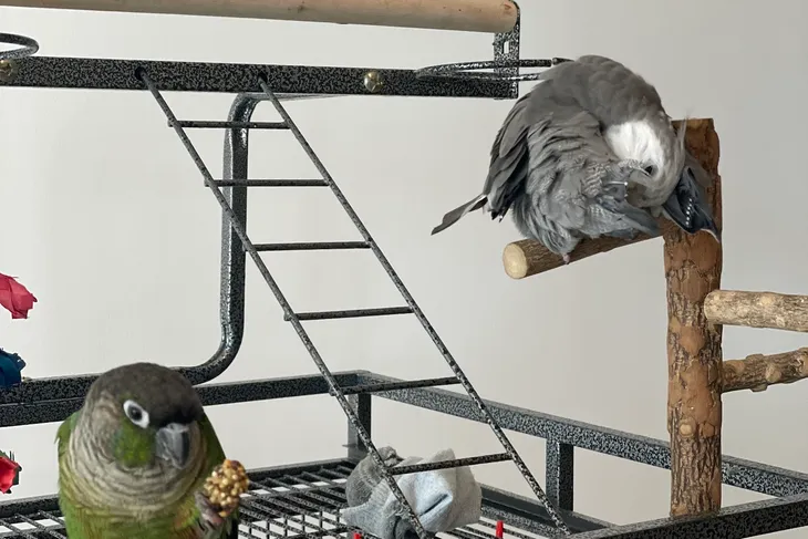 Avian & Exotic Animal Hospital of Los Angeles County