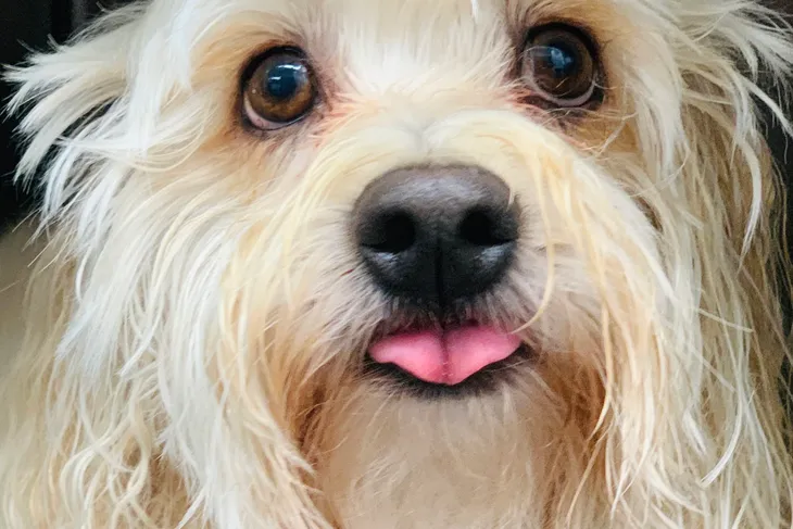 Encinitas Animal Hospital