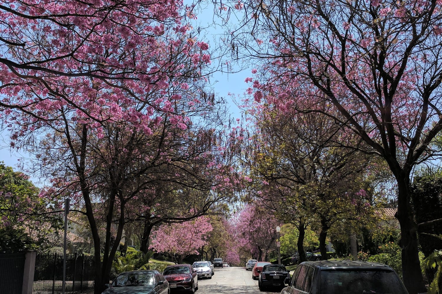 Animal Hospital in Los Angeles, CA The County Office