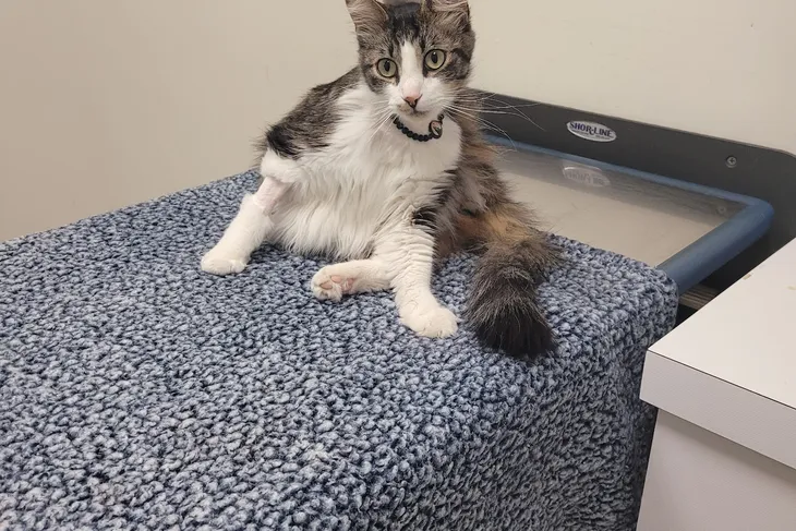 JH Animal Hospital