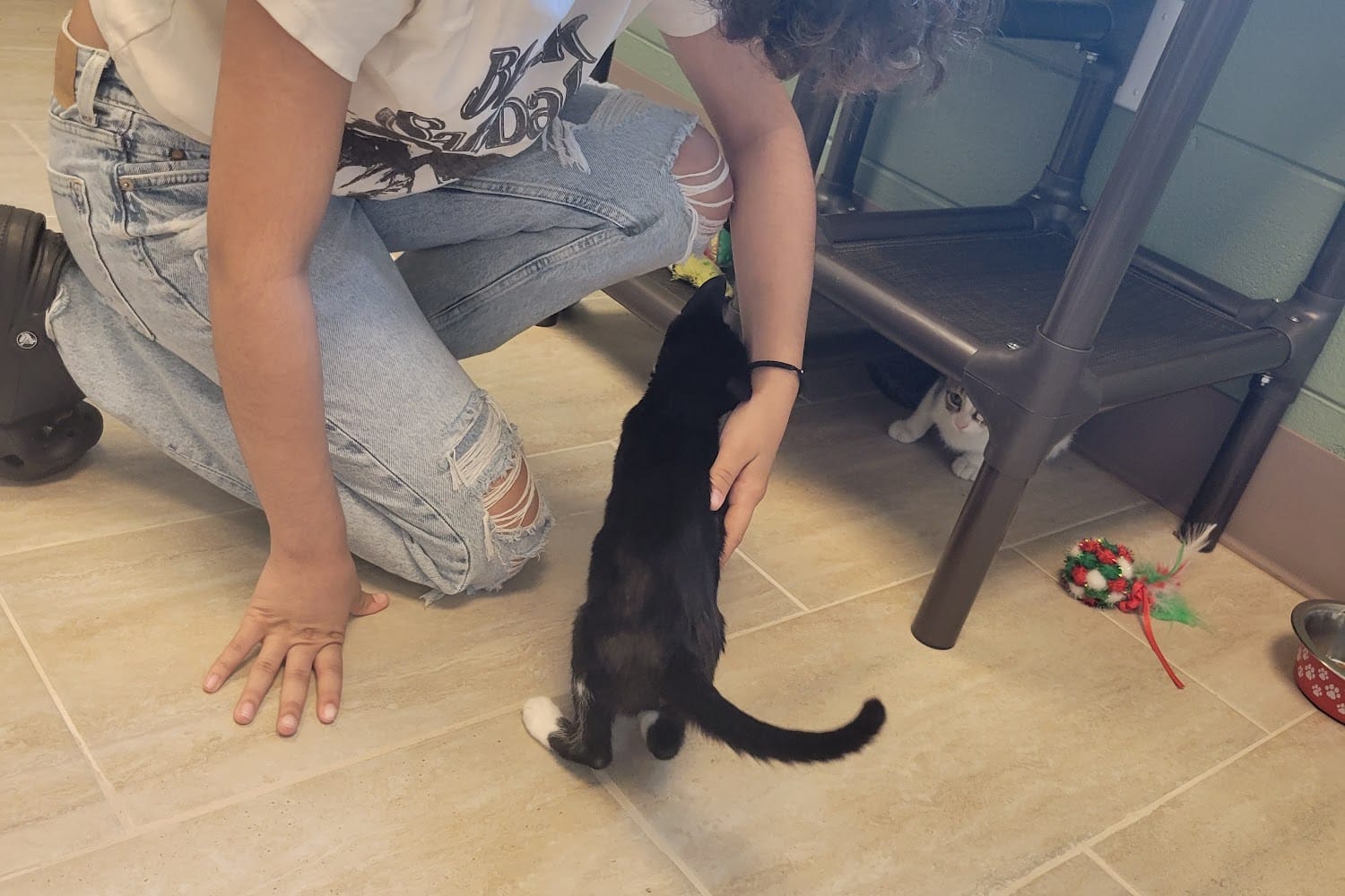 Pet Shelters in Fort Myers, FL Find Paw Pal