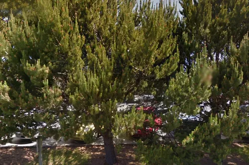Pine Grove Elementary School