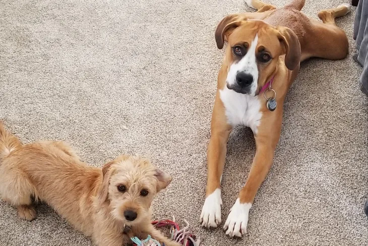 Santa Maria Valley Humane Society