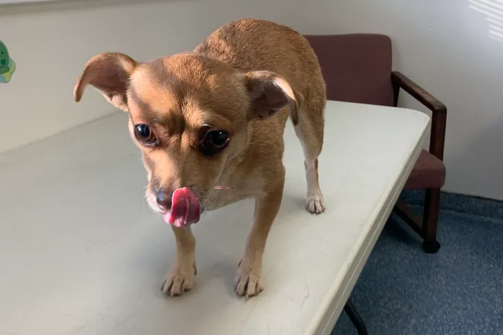 Bakersfield SPCA
