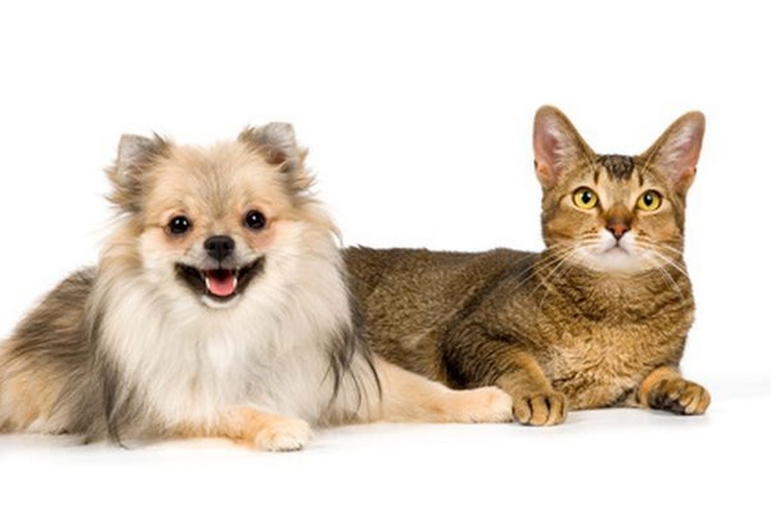 Heartland Animal Hospital