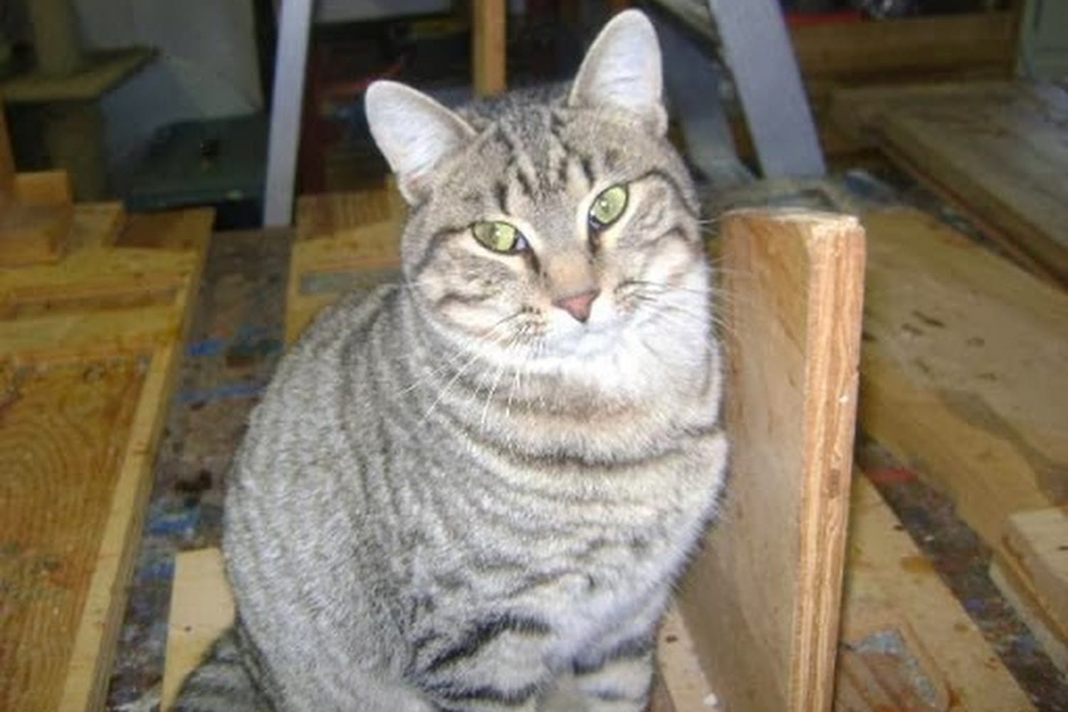 Help Us Pets Corp.