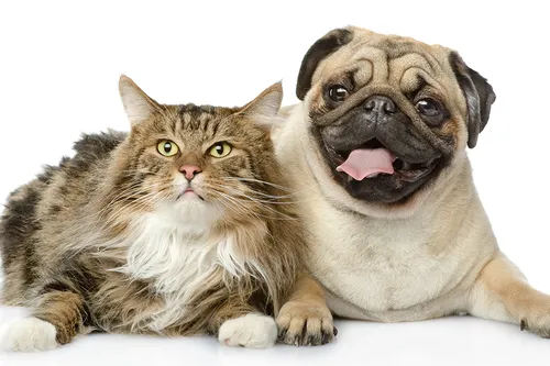 Layhill Animal Hospital