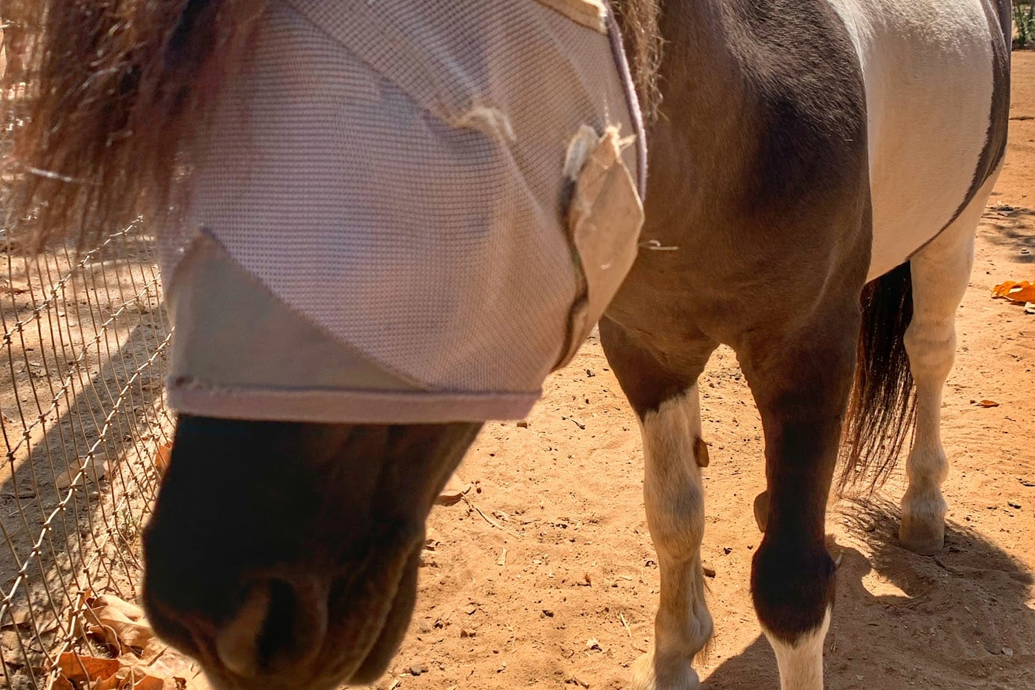San Luis Rey Equine Hospital