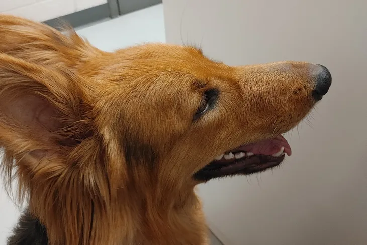 Tidewater Veterinary Hospital