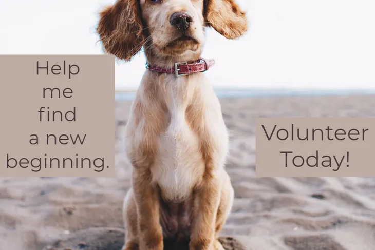 Humane Society of Dorchester