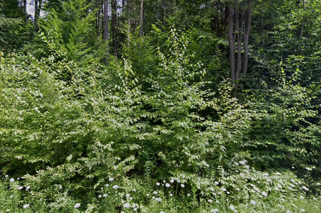 Coventry Town Court