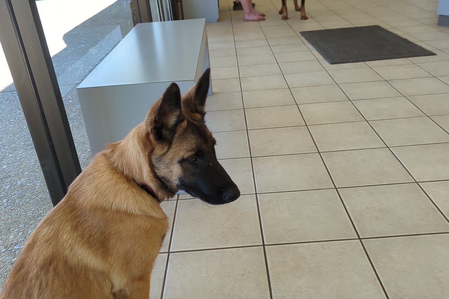 Orchard Veterinary Hospital