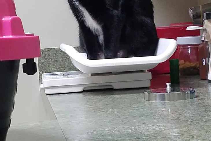 Rancho Regional Veterinary Hospital