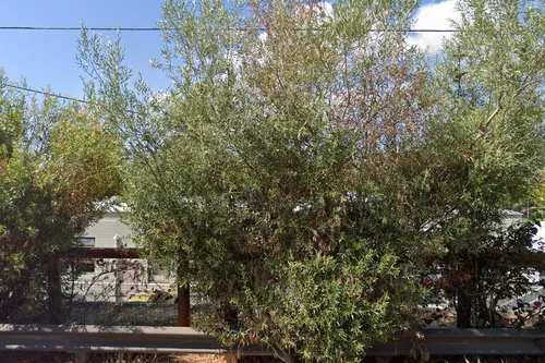 Junipero Serra High School