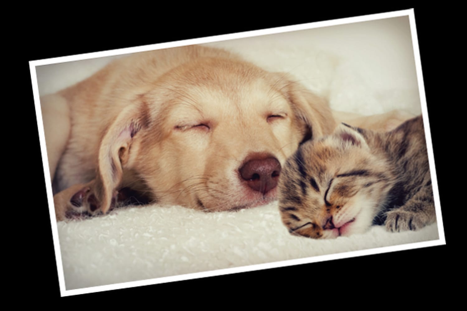Comanche Veterinary Hospital