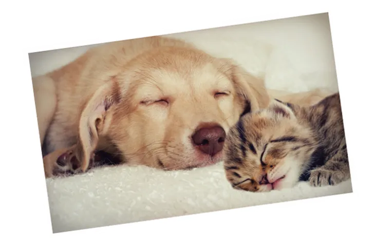 Comanche Veterinary Hospital