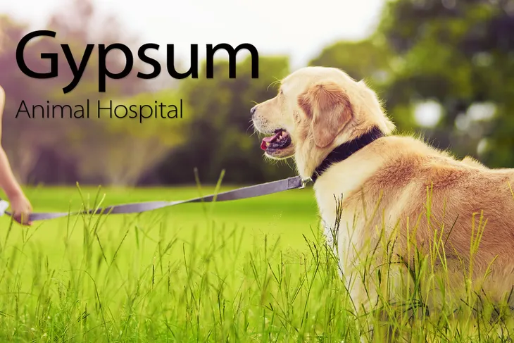Gypsum Animal Hospital