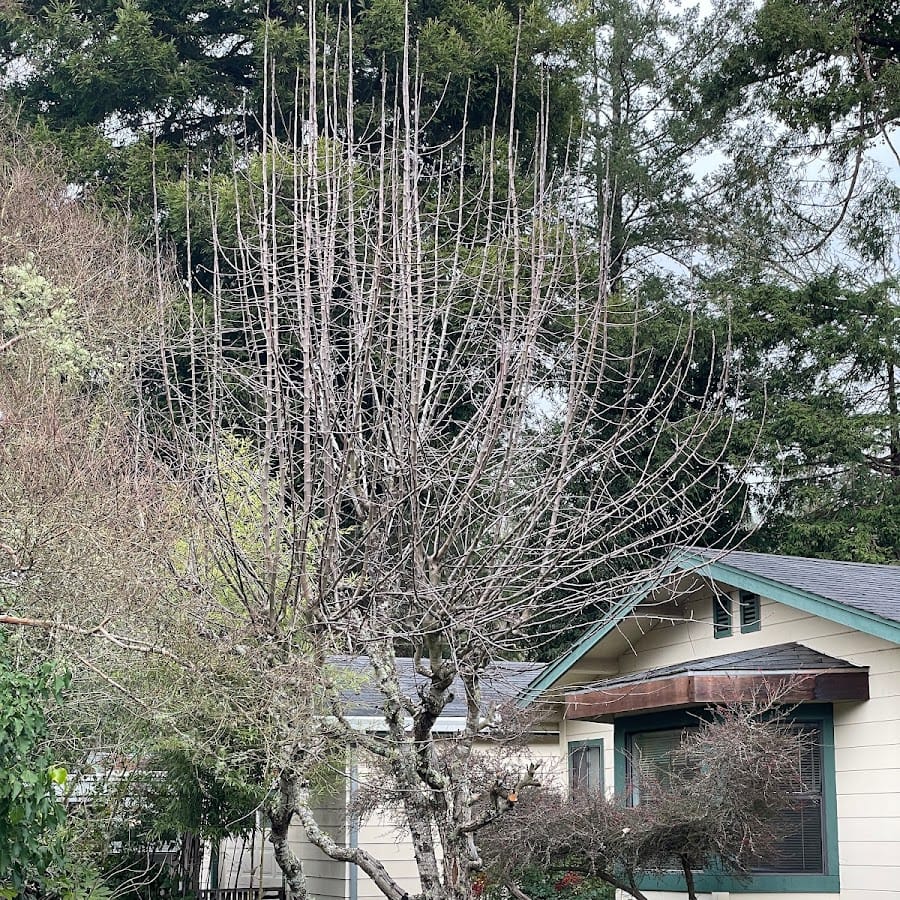Guerneville Community Day School