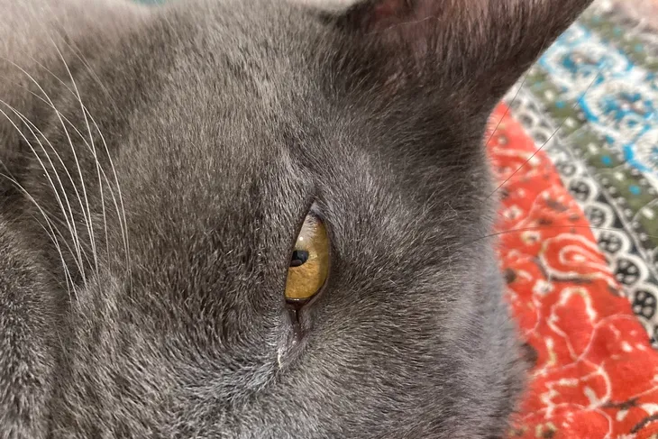 Metro Cat Hospital