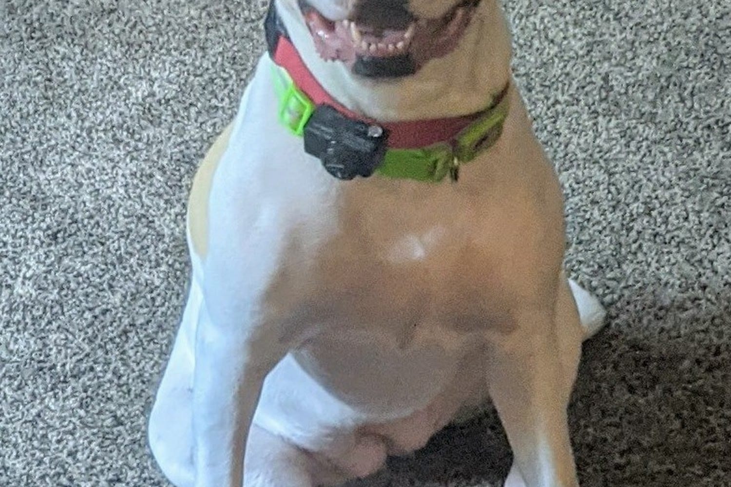Sugar Grove Animal Hospital