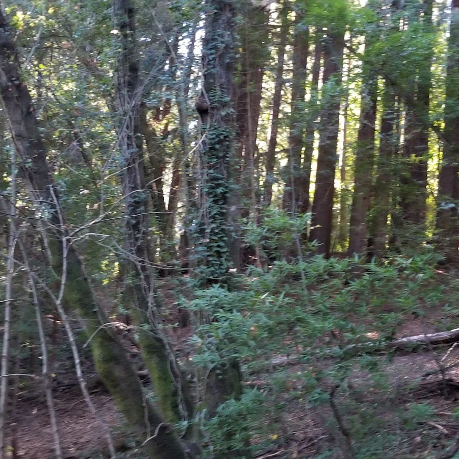 San Lorenzo Valley High School