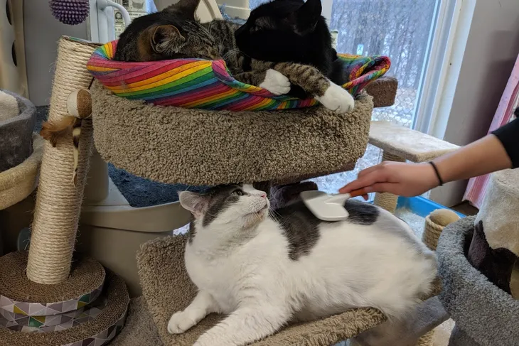 Humane Society-Blooming Grove