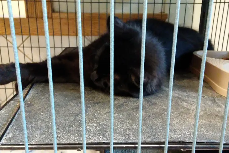 Humane Society of Middletown